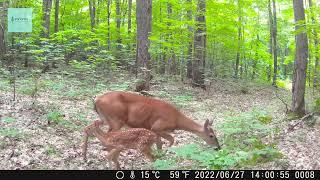 Wild Love: Doe and fawn share intimate moment caught on trail cam - near Algonquin Park, Ontario.