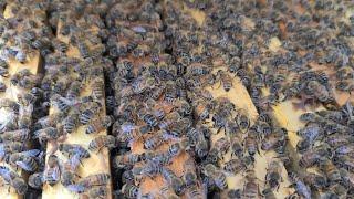 Stevens Bee Company Michigan Hybrids Update!