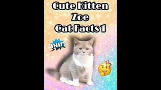 Cute Kitten -  Zoe and Cat Facts