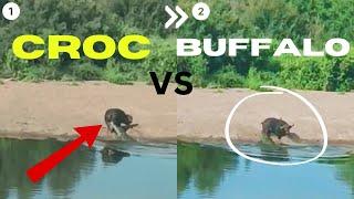 Enormous Crocodile Surprises Resting Buffalo!! Who Wins?