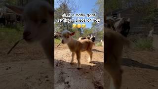 Just a baby goat eating 1 piece of hay ️ #funny #memes #comedy #goat #funnyface #funniestvideo