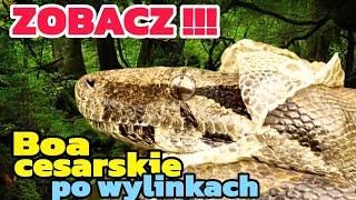 PRZEMIANA Boa Cesarskich - WOW!!!