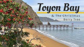 TOYON BAY -  the Christmas Berry Tree (Toyon - Heteromeles arbutifolia). Sailing Catalina Island