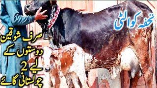 Best Quality Cholistani Sahiwal Cow Farm Near Luden Cow Mandi Hasil Pur || Global Village Farming