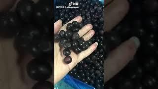 Frozen Blueberry -- Xiamen Sharp Dragon