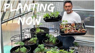 What Are We Planting In April | Tips For Growing Okra In UK