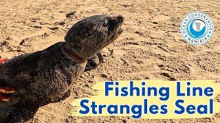 Fishing Line Strangles Seal