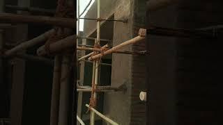 What is bamboo used for in construction?#Bamboo#plaster_work #viral #civilsitework
