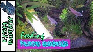 What I feed My Fish Buddies - Peacock Gudgeon Edition
