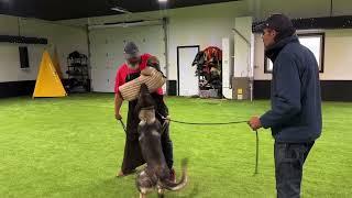 Full Power RAW Schutzhund Training ️