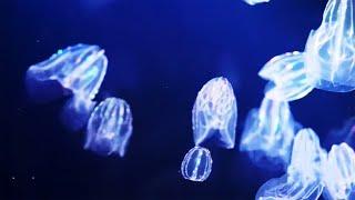 BIOLUMINESCENT BAY IN THE VIRGIN ISLANDS