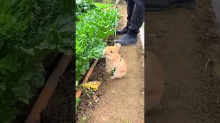 Grandpa walks his rabbit in the vegetable garden Cute pet debut plan Rabbit Rural cute pet