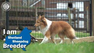 I am a Shetland Sheepdog breeder