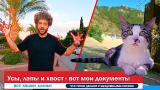 Как живут коты в Турции. Аланья. Кошкин дом.