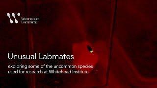 Raising Japanese Aquatic Fireflies at Whitehead Institute | Unusual Labmates