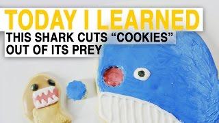 TIL: How Cookiecutter Sharks Eat Is Terrifying (Explained With Cookies) | Today I Learned