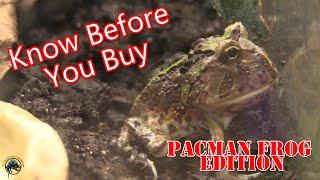 What You Need to Know Before You Buy a Pacman Frog! 