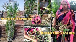 Onion Vertical Farming | Onion Harvesting | Vertical Farming In Bihar | Sunita Prasad |