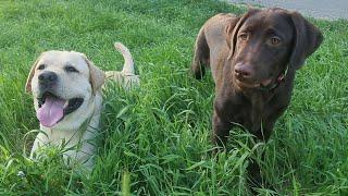 Labrador Troy and his friends (Labrador Oscar)