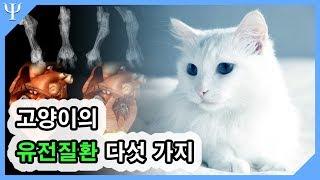 고양이 유전질환/유전병 다섯가지