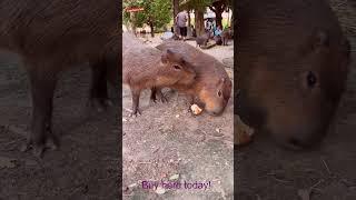 Capybara and the Art of Relaxation