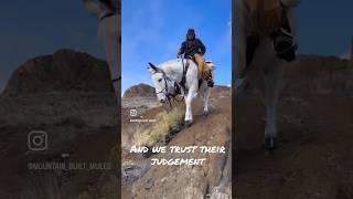 Would you rather ride a horse or mule? Comment below  #mule #horse #mountains