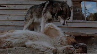 White Fang vs Buck | White Fang (1991)