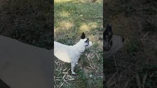 They are good boys not even paying attention to the neighbors dogs