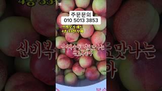"복숭아주산지 직송! 4가지 복숭아 한 번에 맛보세요 "#신비복숭아 #신선복숭아 #홍광복숭아#오월도복숭아#천도복숭아#제철과일