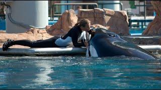 Tilikum attacks Dawn Brancheau - Blackfish Scene