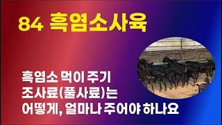 [84] 흑염소사육 - 흑염소 먹이주기, 조사료(풀사료)는 어떻게, 얼마나 주어야 할까