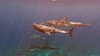 Dolphin Encounter in BONAIRE!  Life at 8 Knots, Private Sailing Charter in Bonaire, Dutch Caribbean