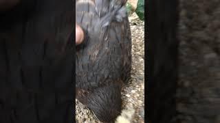 Merlin breeding
