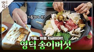 가을.. 놓칠 수 없는 송이의 향기‍🟫 영덕 #맛지도 [지금은 지방시대]