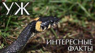 Уж - интересные факты