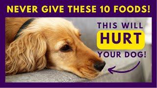 10 Things You Should Never Feed Your Dog  (#3 is Mindblowing)