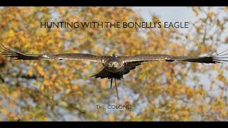 Hunting With The Bonelli's Eagle - The Colonel