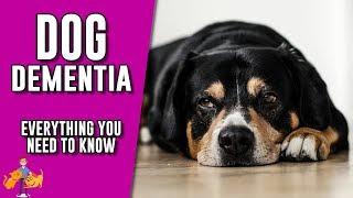 Canine Dementia: everything you need to know about senility in dogs