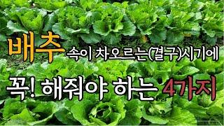 배추 속이차오르는(결구) 시기에 꼭 해줘야 하는 4가지!!