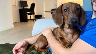 Mini dachshund leans into the long weekend