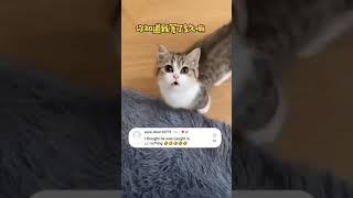 #catshorts #funnyvideo cute cats