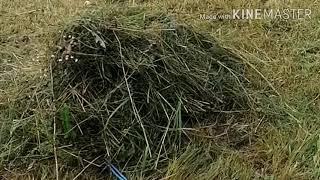 Нанотехнологии в деревне