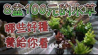 市面上便宜的水草 沒有CO2能種殖哪些｜實測２個月的水草缸EP2