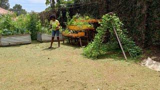 Urban Farming:  Cutting The Grass For Mulchin.