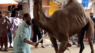 | My Father Sacrifice Camel gone wrong | Camel 2020  Ran away | Eid Day 3 |~