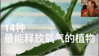 最能增加氧气的14种植物，天然氧吧，室内植物，