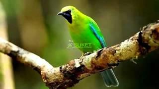 Suara Burung Cucak Rante Masteran Variasi