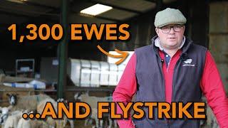Danny Branson prevents blowfly strike in 1,300 sheep | How to manage flystrike in ewes
