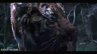 Tiger VS Wolf Fight Scene  HD