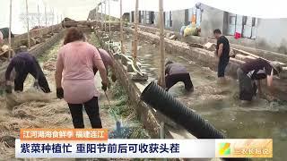 [三农长短说]江河湖海食鲜季 福建连江 紫菜种植忙 重阳节前后可收获头茬|农业致富经 Agriculture And Farming